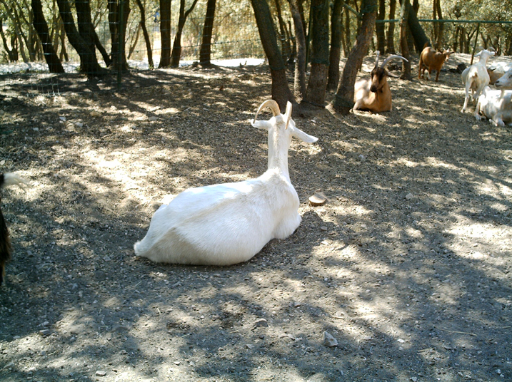 2005-08 La BArben 074.jpg